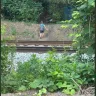 CSX Transportation - Homeless camps living on your tracks impeding upon my property - Photo 1