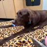 Banfield Pet Hospital - My grievance letter to Banfield pet hospital - Photo 3