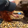 Banfield Pet Hospital - My grievance letter to Banfield pet hospital - Photo 1