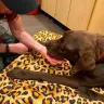 Banfield Pet Hospital - My grievance letter to Banfield pet hospital - Photo 2