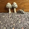 Premier Inn Hotels - Poisonous mushrooms growing by bed - Photo 1