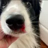 NorthStar VETS - A distressing veterinary experience from start to finish - Photo 1