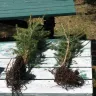 Fast Growing Trees - shoddy product, poor quality, poor service