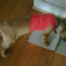Petco - My puppy got 1/3 her nipple cut off during a standard groom - Photo 1