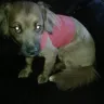 Petco - My puppy got 1/3 her nipple cut off during a standard groom - Photo 2