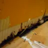 DISH Network - damage, toxic mold