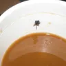 McDonald's - fly in coffee
