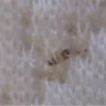 Mattress Firm - bed bugs in my mattress