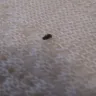 Mattress Firm - bed bugs in my mattress