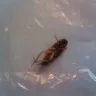 Dunkin' Donuts - cockroach in coffee - Photo 1