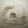 Southern Energy Homes - Roof leak denial leaves family in moldy fire hazard - Photo 1