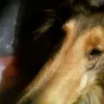 Petco - Grooming accident - Photo 1