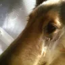 Petco - Grooming accident - Photo 2