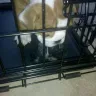 ENGLISH BULLDOG BROOK - SICK ENGLISH BULLDOGS - Photo 1