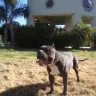 Yohance Scott/BomSquad Bullies - Insufficient Customer Service