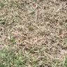 Scotts.com - chemically overtreated my new yard - Photo 1