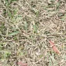 Scotts.com - chemically overtreated my new yard - Photo 3