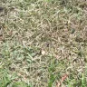Scotts.com - chemically overtreated my new yard - Photo 5