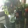 ProFlowers - pathetic flowers and even worse cs - Photo 1