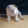 Beverly Hills Puppies - sick puppy