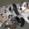 Little Wolf Doggy Day Spa and Resort - dog training