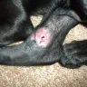 Banfield Pet Hospital - misdiagnosis! caused more harm than good! - Photo 2