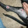 Banfield Pet Hospital - misdiagnosis! caused more harm than good! - Photo 1