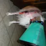 Banfield Pet Hospital - bad surgery-incompetence-overcharging - Photo 1