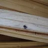 Armstrong - Powder Post Beetles - Photo 6