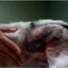 Petco - injured dog - Photo 1