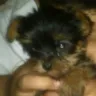 Banfield Pet Hospital - distemper shot - Photo 1