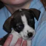 Worthy Tails Animal Rescue - Fraud - deceptive business practices - Photo 1
