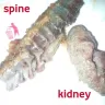 KFC - spine and kidney in my chicken