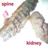 KFC - spine and kidney in my chicken - Photo 1
