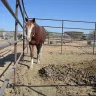 Ram's Head Ranch Maricopa Arizona - Intire family/sons