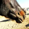 Ram's Head Ranch Maricopa Arizona - Intire family/sons