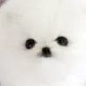 mspuppyconnection/elitepuppy/luxpups - Rip--off - Photo 1