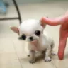 mspuppyconnection/elitepuppy/luxpups - Rip--off - Photo 2