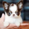 mspuppyconnection/elitepuppy/luxpups - Rip--off - Photo 3