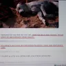 OkCupid - daavvee okcupid.com zoomingin okcupid.com, racisim, hackers, sexual harrasement, verbal abuse, nudity, explicit content, animal abuse, predators - Photo 6