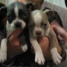 Cypress Farm Kennel Colored Boston Terriers - CFK ships parvovirus and parasitized sick puppies