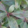 TruGreen - tree and shrub service - Photo 1
