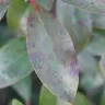 TruGreen - tree and shrub service - Photo 2