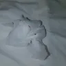 Choice Hotels - bed bugs - Photo 2