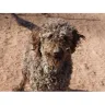 Kathleen Mattison Kathy Louis L' Heureux - Puppy Mill Disgusting Over 200 Dogs