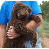 Kathleen Mattison Kathy Louis L' Heureux - Puppy Mill Disgusting Over 200 Dogs
