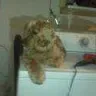 Kathleen Mattison Kathy Louis L' Heureux - Puppy Mill Disgusting Over 200 Dogs