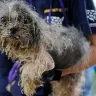 Kathleen Mattison Kathy Louis L' Heureux - Puppy Mill Disgusting Over 200 Dogs
