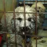 Kathleen Mattison Kathy Louis L' Heureux - Puppy Mill Disgusting Over 200 Dogs