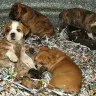 Kathleen Mattison Kathy Louis L' Heureux - Puppy Mill Disgusting Over 200 Dogs